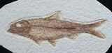 Knightia Fossil Fish - Wyoming #7585-1